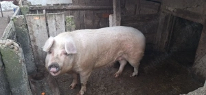 Porc de vanzare - imagine 2
