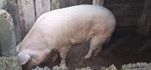 Porc de vanzare