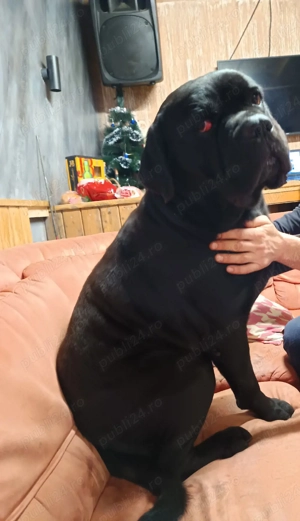 cățeii cane corso  - imagine 4