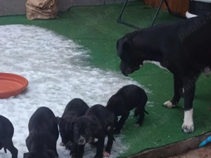 cățeii cane corso  - imagine 2