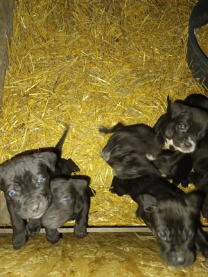 cățeii cane corso  - imagine 5