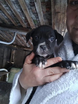 cățeii cane corso  - imagine 3