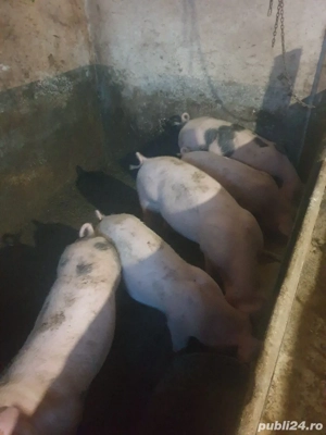 Vand purcei - imagine 2