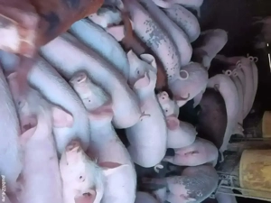 purceiii de carne!!!!