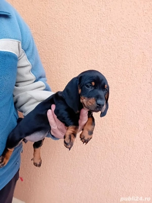 Teckeli,o femela si un mascul  - imagine 3