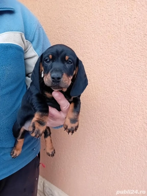 Teckeli,o femela si un mascul  - imagine 2