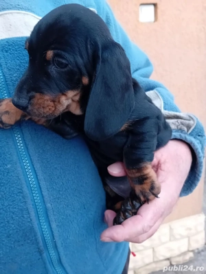 Teckeli,o femela si un mascul 