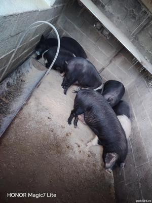 grasuni si purcei Bazna