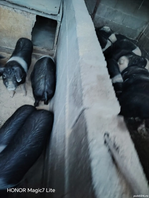 grasuni si purcei Bazna - imagine 2