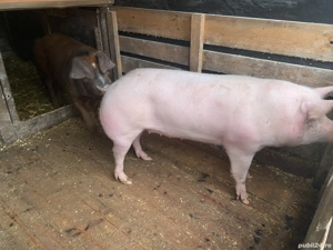Vând 2 purcele 120-150kg - imagine 5