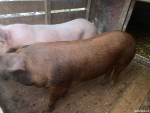 Vând 2 purcele 120-150kg - imagine 2