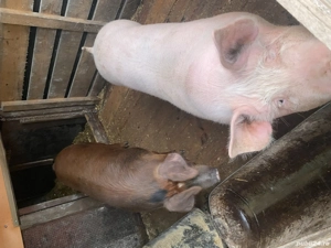 Vând 2 purcele 120-150kg - imagine 4