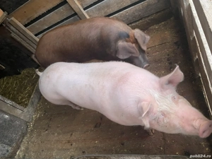 Vând 2 purcele 120-150kg
