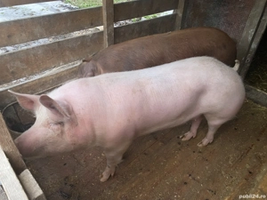 Vând 2 purcele 120-150kg - imagine 3