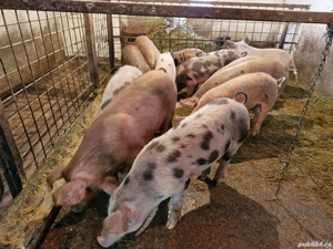 Vând soldani de la 45 kg la 65 kg  - imagine 4