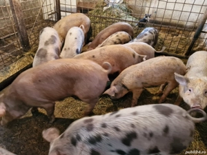 Vând soldani de la 45 kg la 65 kg  - imagine 3