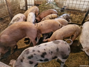 Vând soldani de la 45 kg la 65 kg  - imagine 2