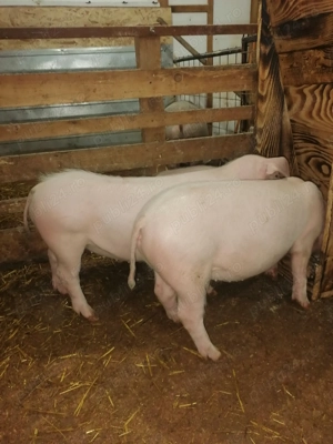 Purcei de vânzare  - imagine 3