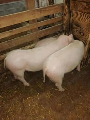 Purcei de vânzare  - imagine 2