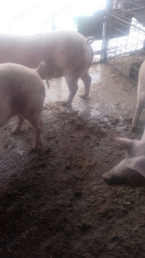 de vanzare. - imagine 3