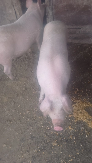 de vanzare. - imagine 2