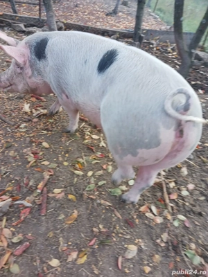 Vand purcea tanara gestanta de 1 luna