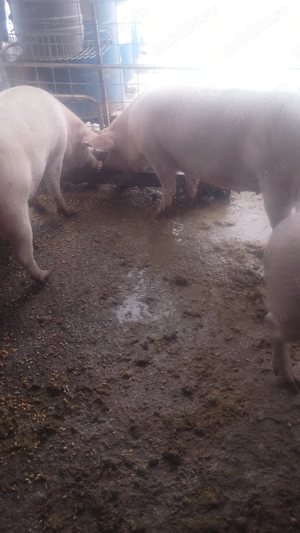 de vanzare. - imagine 4