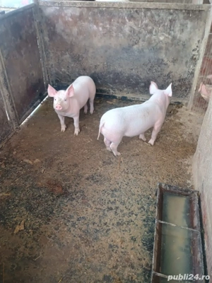 purcei de vanzare - imagine 2