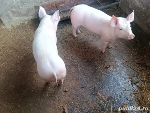 purcei de vanzare