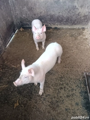 purcei de vanzare - imagine 4