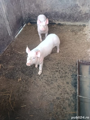 purcei de vanzare - imagine 3