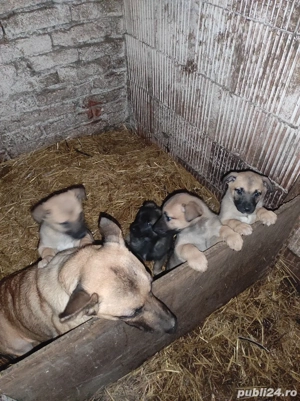 disponibil căței malinois de 7 săptămâni  - imagine 5