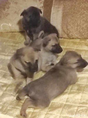 disponibil căței malinois de 7 săptămâni  - imagine 3