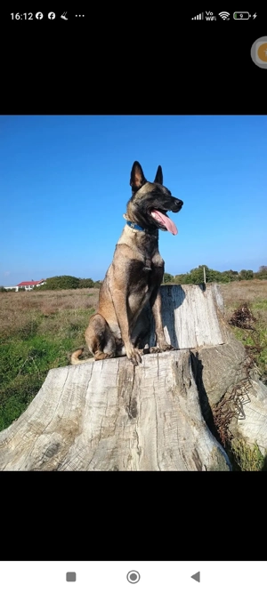 disponibil căței malinois de 7 săptămâni  - imagine 4