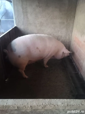 porc de vanzare