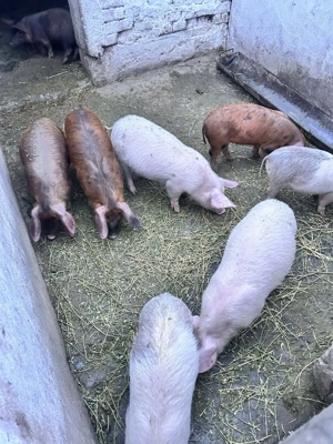 Vând opt purcei duroc 