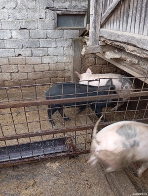 Grăsini de vînzare - imagine 5