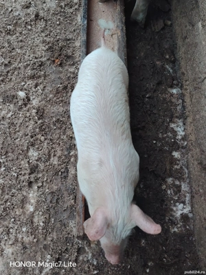 Vand purcei de 7 săptămîni