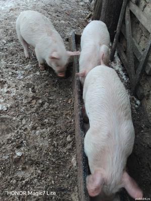 Vand purcei de 7 săptămîni - imagine 3