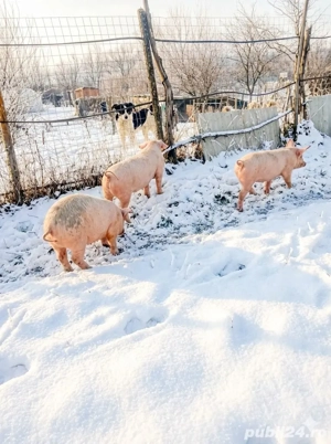 Vând Purcei Pietrain și Landrace - imagine 2