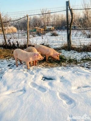 Vând Purcei Pietrain și Landrace - imagine 3