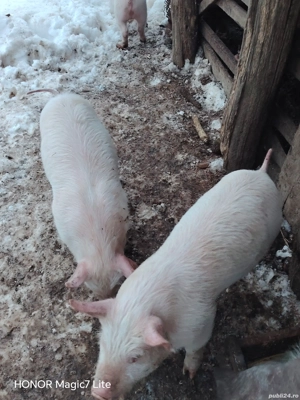 Vand purcei de 7 săptămîni - imagine 2