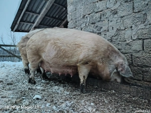 Vand scroafa gestanta - imagine 2