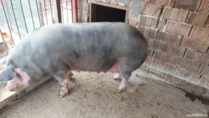 Vand scroafa  - imagine 2