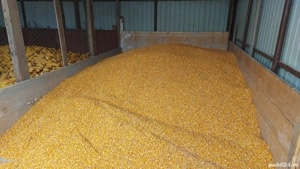 Porumb boabe 2025 pionier8998