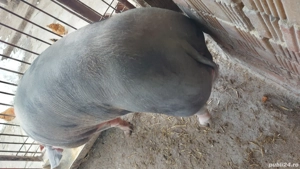 Vand scroafa  - imagine 4