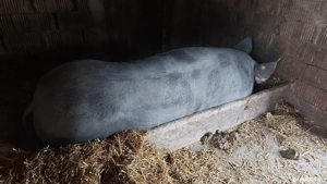 Vand scroafa  - imagine 5