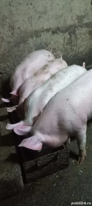 Purcei Rasa Marele Alb 3.5 Luni  o733345270 Se pot vedea in Com Lița 