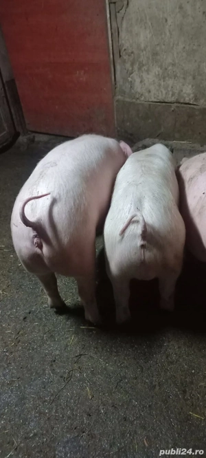  Purcei Rasa Marele Alb x Pietrain 35 - 40 Kg Com Lița o733345270  - imagine 2
