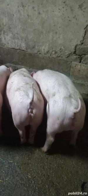  Purcei Rasa Marele Alb x Pietrain 35 - 40 Kg Com Lița o733345270  - imagine 3